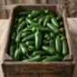 Caja 5kg jalapeños frescos cultivados en Valencia — oferta especial 40% descuento