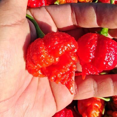 Moruga Trinidad Scorpion fresco cultivado en España — chile superpicante con aguijón de escorpión