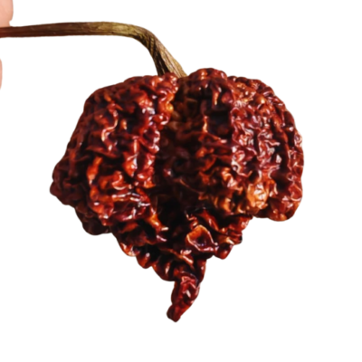 Trinidad Moruga Scorpion seco en vaina entera Bolsa de chile Trinidad Moruga Scorpion seco superpicante Detalle de chile Trinidad Moruga Scorpion seco para salsas extremas