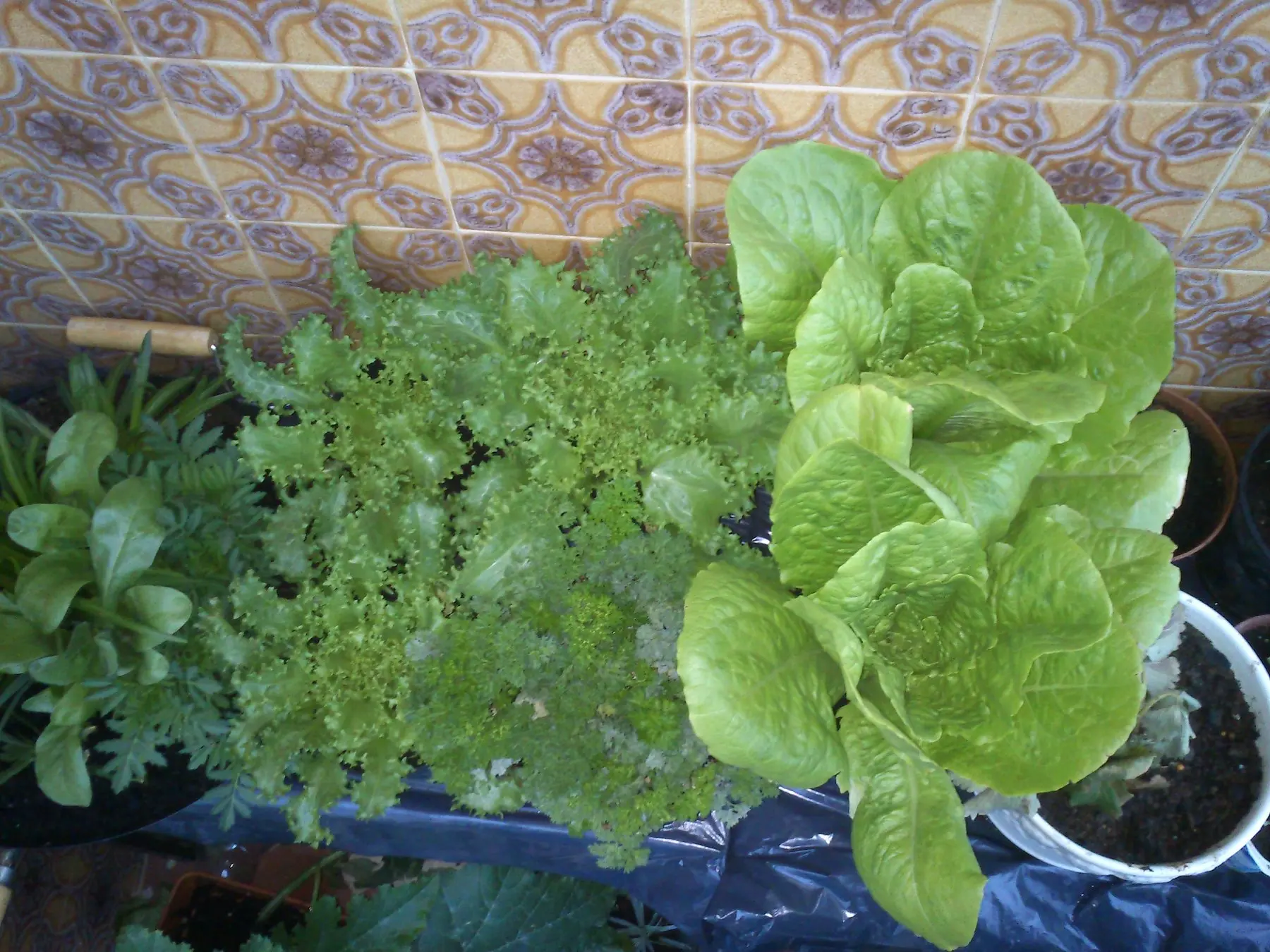 Lechugas, escarola y perejil cultivados en una jardinera de balcón en Picassent, 2012