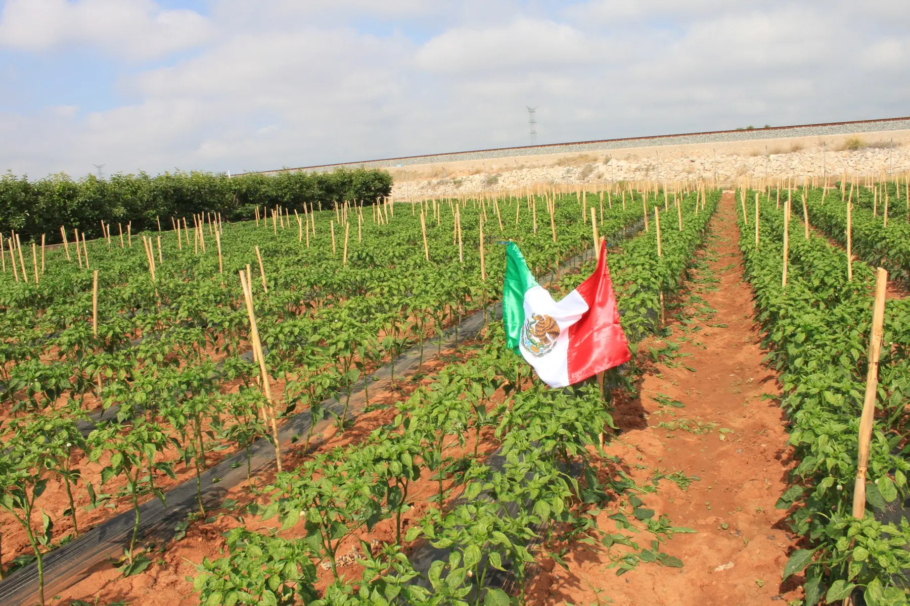 Bandera de México colgada de una caña entre hileras de chiles mexicanos cultivados en España, junio de 2014