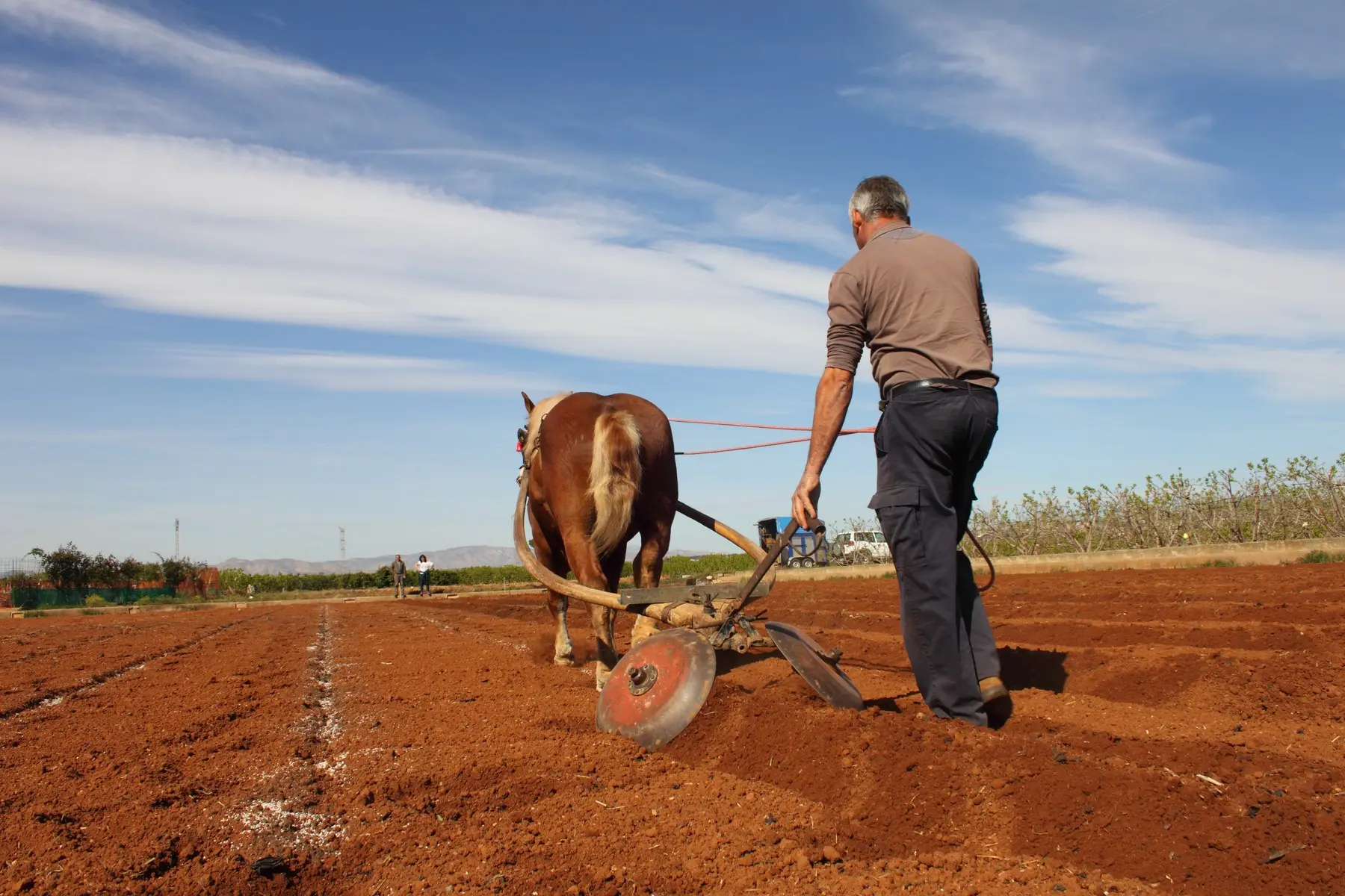 Caballo de tiro con arado abriendo los caballones donde se plantarían los chiles mexicanos cultivados en España