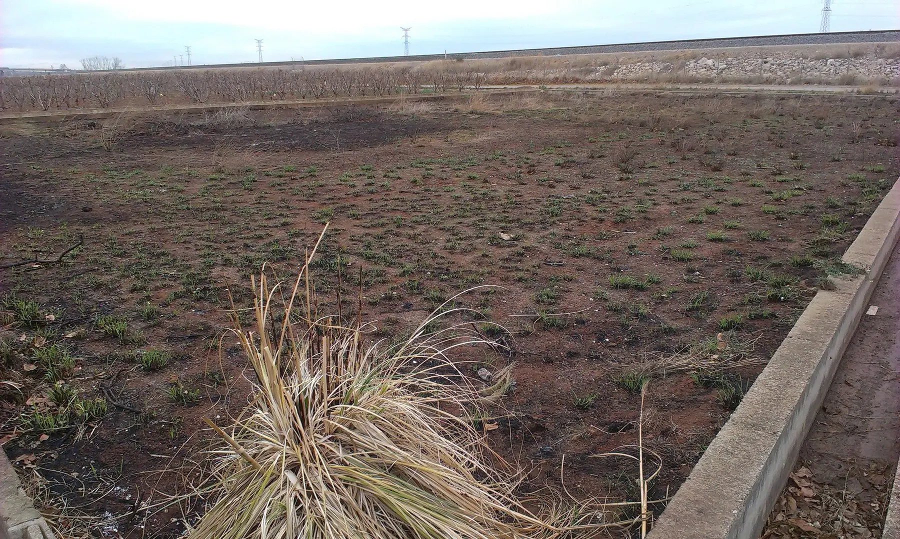 Campo agrícola abandonado de 831 metros cuadrados en la Ribera Alta antes de convertirse en el primer cultivo de chiles mexicanos en España