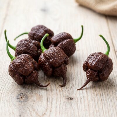 Carolina Reaper Chocolate fresco cultivado en España — versión oscura del chile más picante del mundo