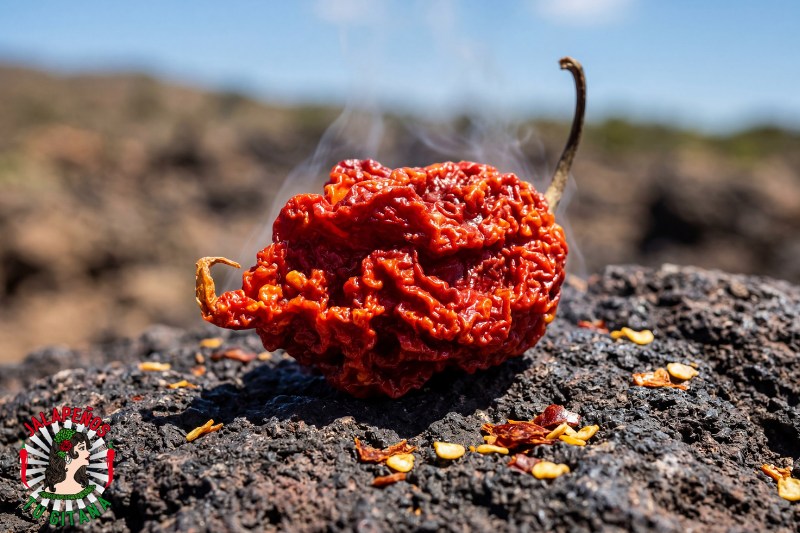 Chile Carolina Reaper seco sobre piedra volcánica en el Volcán de Cofrentes de Valencia