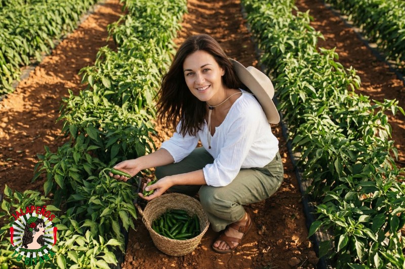 Mujer cosechando chiles serranos frescos en campo de chiles en Valencia