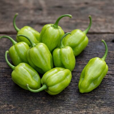Chiles habaneros verdes frescos cultivados en España — variedad mexicana estilo Yucatán