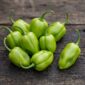 Chiles habaneros verdes frescos cultivados en España — variedad mexicana estilo Yucatán