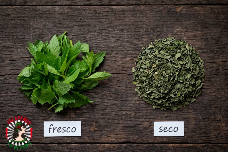 Epazote mexicano fresco vs seco — comparación visual