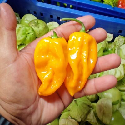 Habanero Leviatán fresco cultivado en España — habanero amarillo alargado extra picante