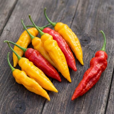 Naga Jolokia (Ghost Pepper) Fresco en España