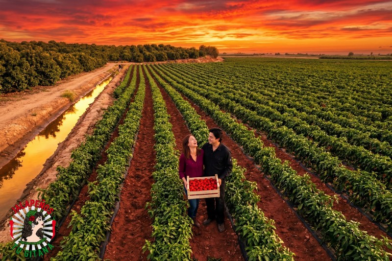 Vista aérea de pareja de agricultores en campo de chiles Carolina Reaper al atardecer en Valencia