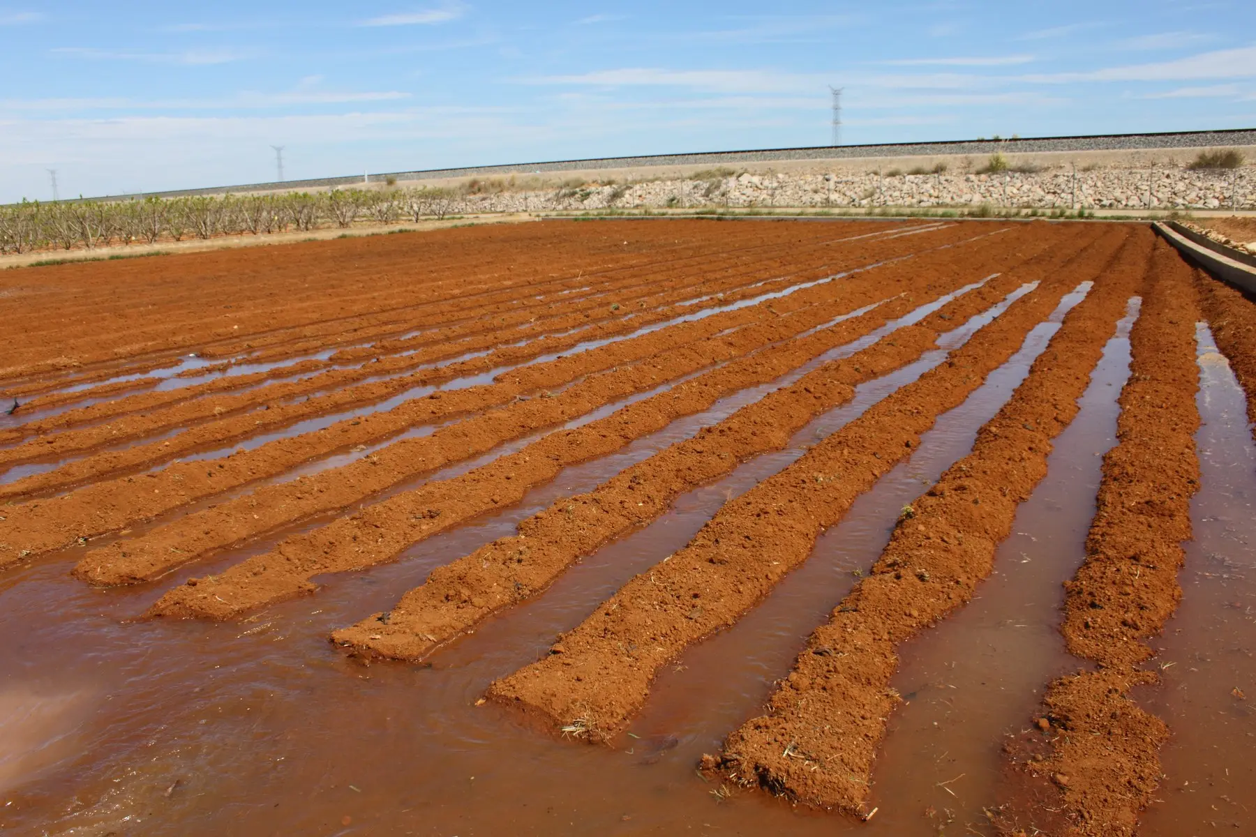 Primer riego a manta de los caballones del campo de chiles mexicanos, con la mitad de la parcela reservada a otro cultivo