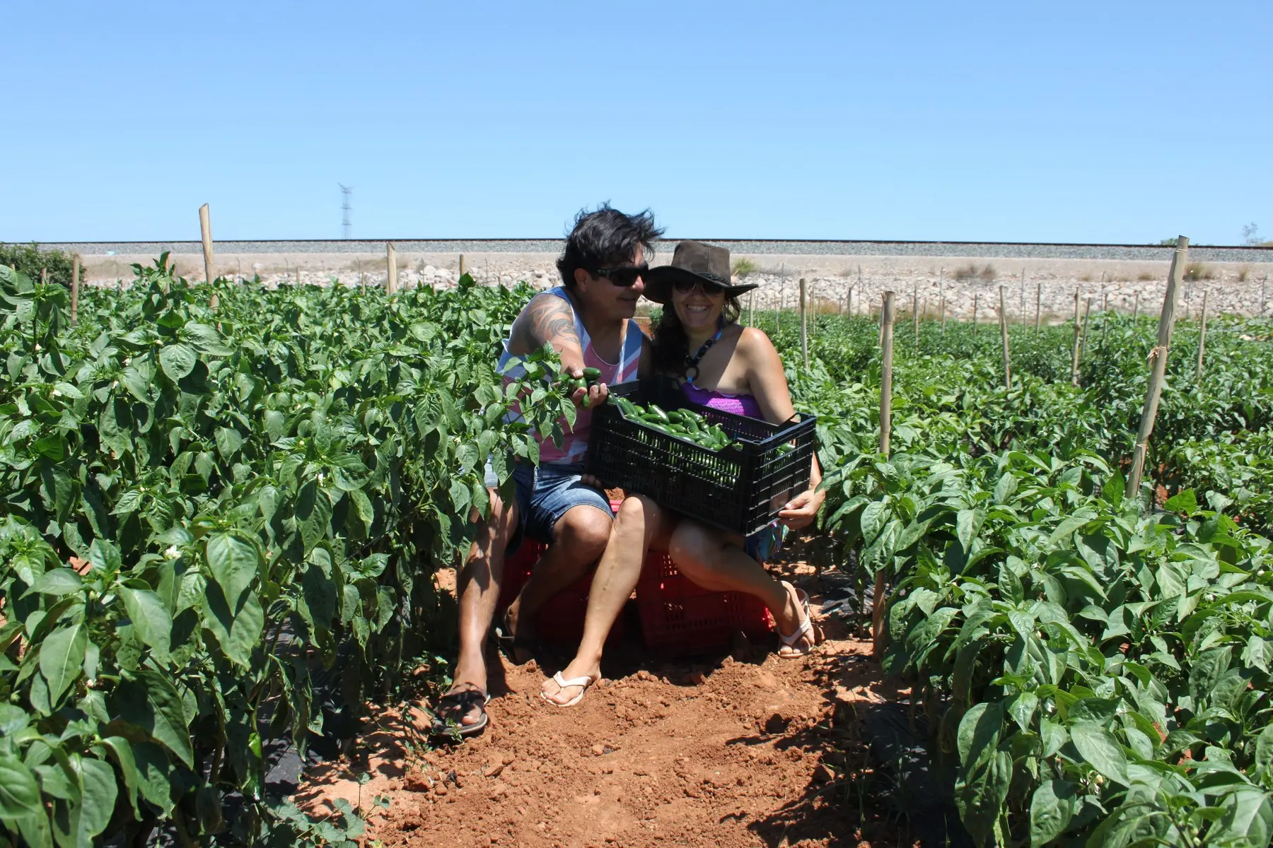 Carlos e Isabel con la caja de la primera cosecha de jalapeños cultivados en España, junio de 2014