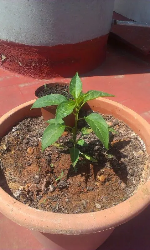 Primera planta de jalapeño cultivada en España a partir de semillas traídas de México, junio de 2013