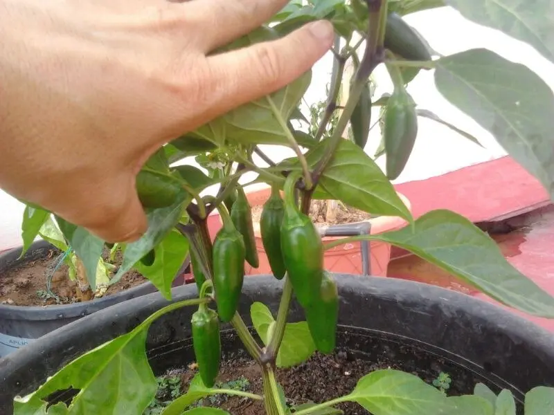 Mano apartando una hoja para mostrar los primeros jalapeños cultivados en una maceta en España, 2013