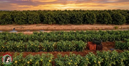Campo de tomatillo verde mexicano cultivado en Valencia - vista aérea de dron