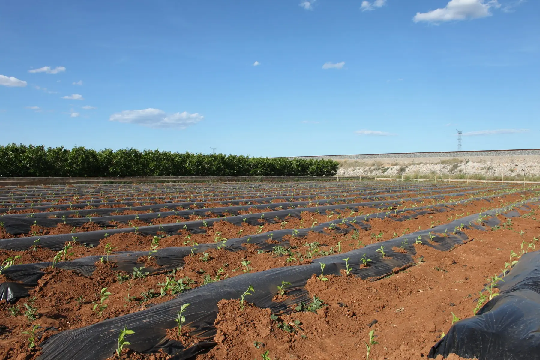Plantones de chile mexicano recién trasplantados sobre acolchado de plástico negro en un campo de Valencia
